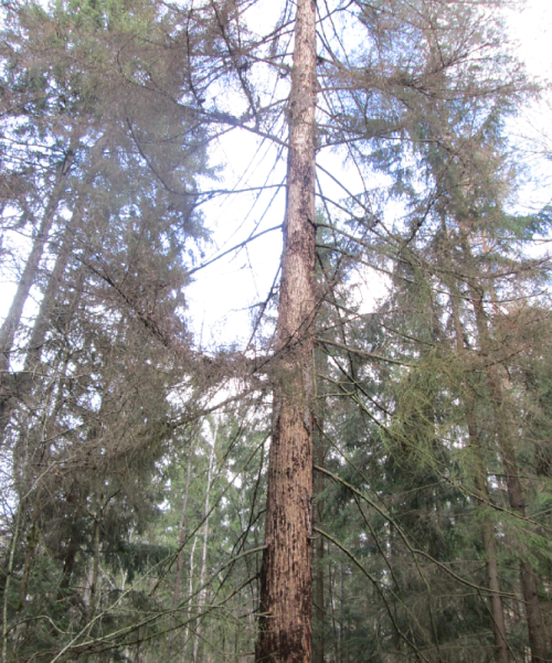 Mednjanskie spruce forest outliers