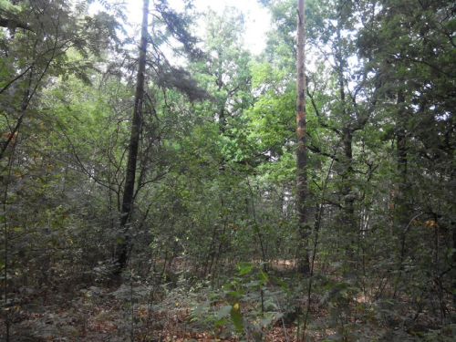 Urochishche Jamy unique forest areas (oak forests)