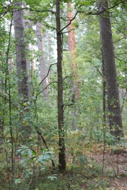 Насаждения сосны