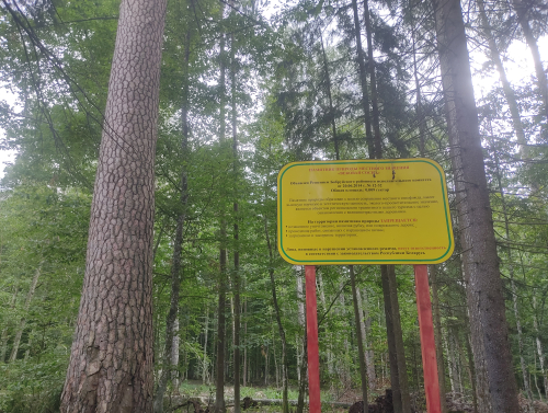 Вековая сосна