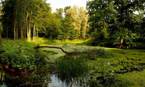 Заказник «Ляжанка»