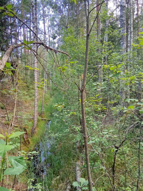 Заказник «Липняки»