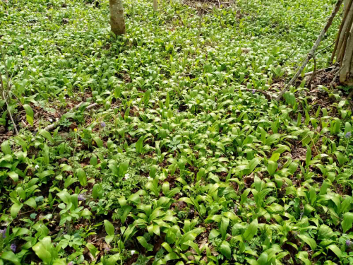 Участок дубово-ясеневого леса