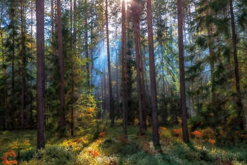 Reserve Golubickaya Pushcha