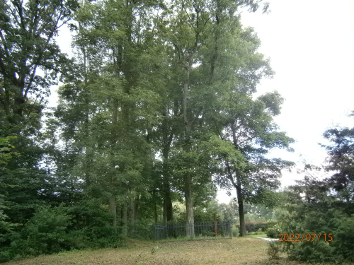 Brashevichskaya shagbark hickory