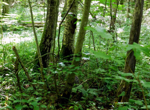 Заказник «Ясень»