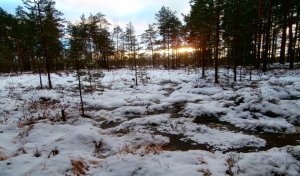 Korytensky Moh Nature Reserve