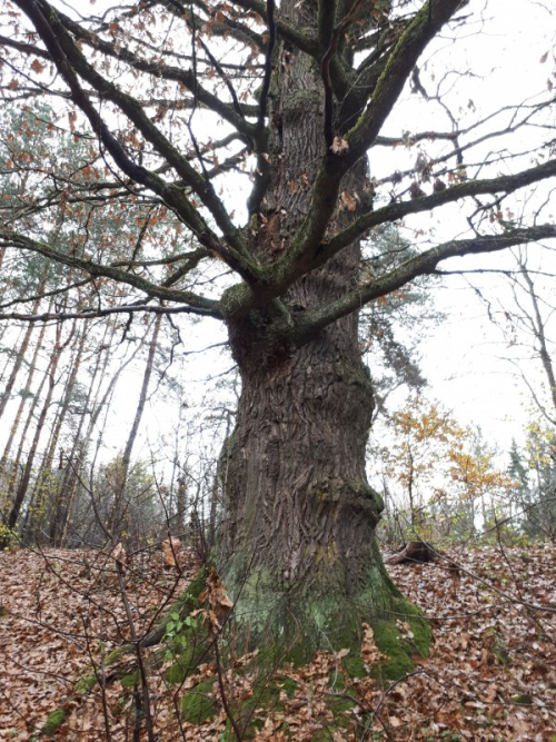 Старинный дуб в окрестности деревни Боровиковщина