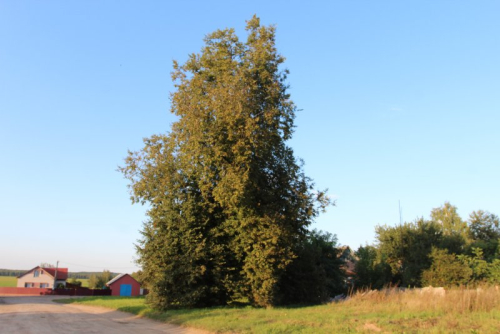 Дерево липы мелколистной в д. Юшковичи