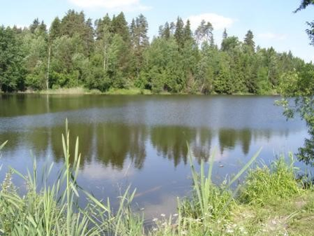 Староборисовский лес