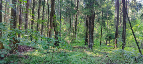 Заказник «Суражинский»