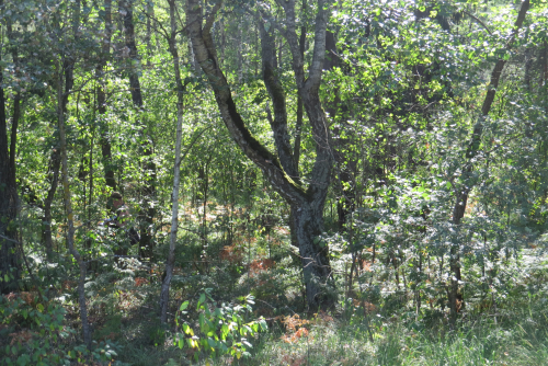 Gichytskie birch trees