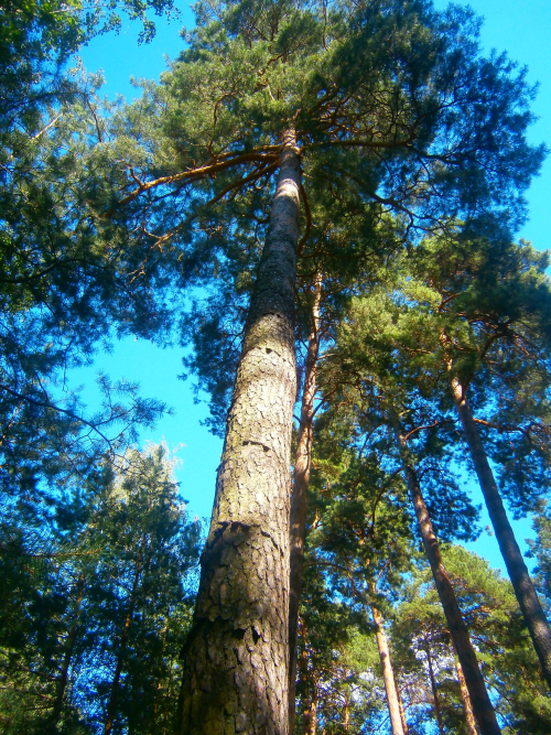Lunineckie collar-shaped pine trees