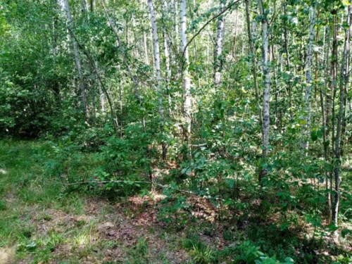 Заказник «Сосновка»