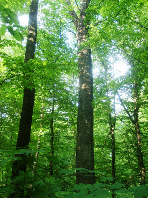 Buda-Koshelevsky-2 European oak