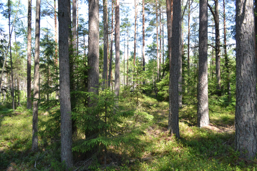 Reserve Shapovalsky Moh