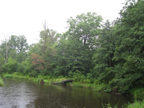 Пойменная дубрава