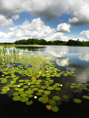 Заказник "Купаловский"