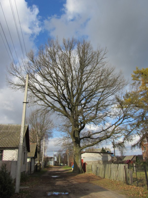 Два дуба в д. Ляховичи