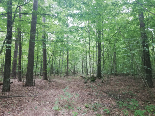 Areas of broad-leaved and pine forests