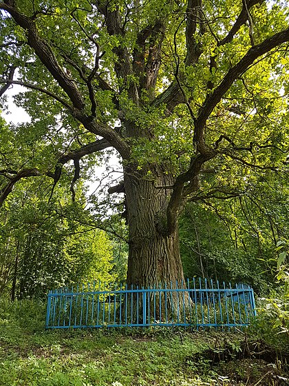 Justyanovsky European oak