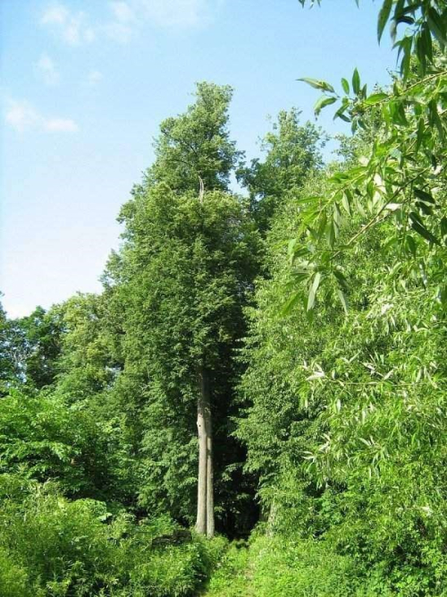 Verdomichy sovkhoz park