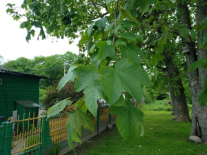 Клены ложноплатановые «Бобовнянские»