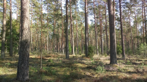 Заказник «Вередовский Бор»
