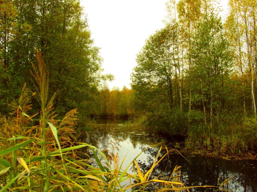 Заказник «Колодки»