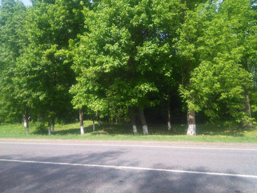 Kristopolskie century-old trees