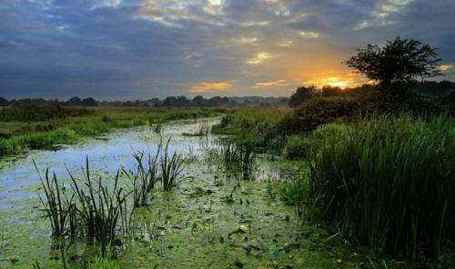 Заказник «Река Вязынка»