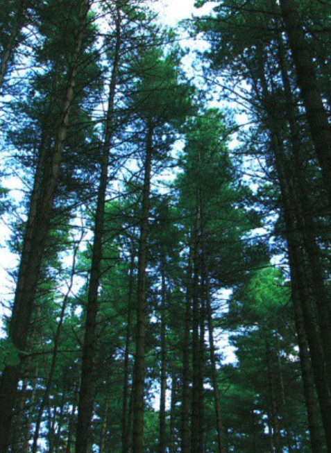 Eastern white pine area