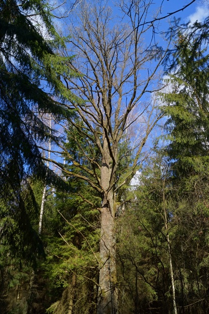 Вековой дуб Молодечненского лесхоза