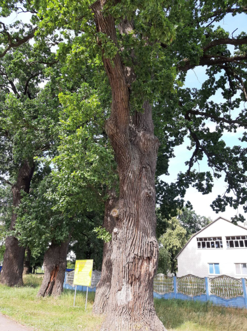 Zditovskie oaks