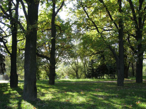 Вековая аллея