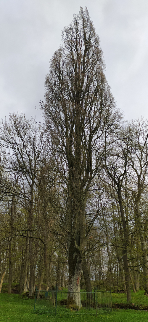 Vysokovsky pyramid oak