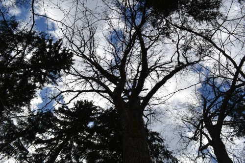 Жабыковский старожил