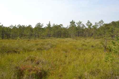 Reserve Kaplansky Moh