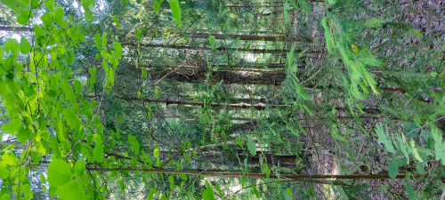 Заказник «Гайна»