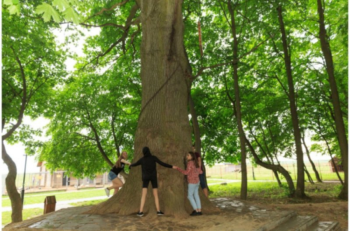 Дукорский старинный дуб «Желаний»