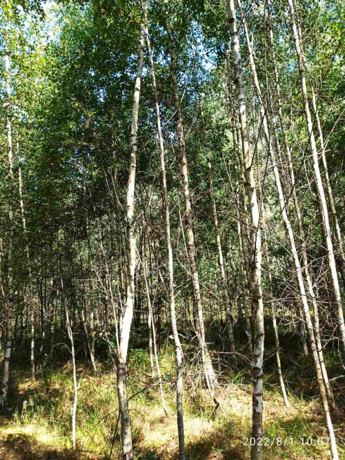 Заказник «Дулебское»