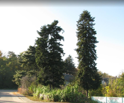 Mankovichskie Caucasian fir trees