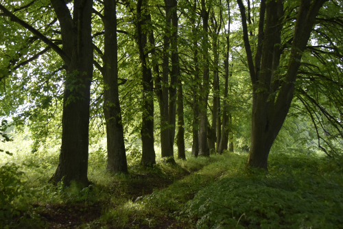 Solominka park in Dobrigory