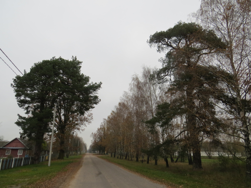 Gorodechnenskie pines