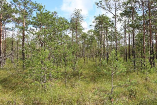 Заказник «Журавель»