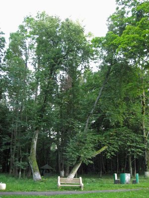 Old park in Lipovo settlement