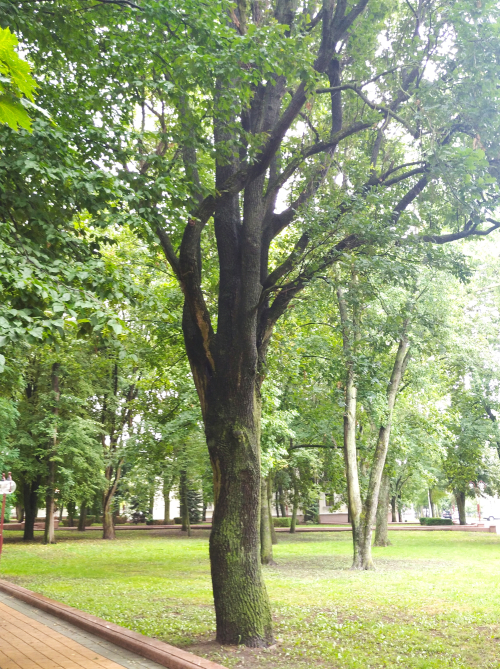 European oak