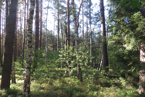 Turnjanskie black birch trees