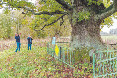 Sahonovsky European oak