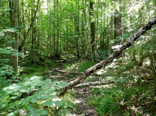 Заказник «Ушловский»